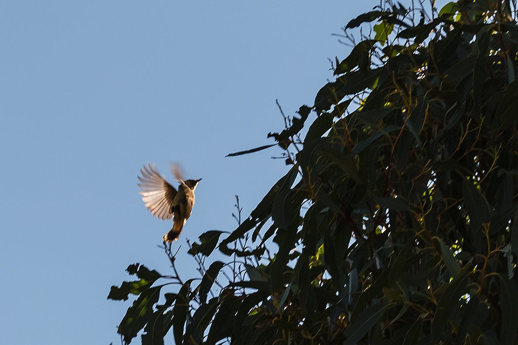 in flight.jpg